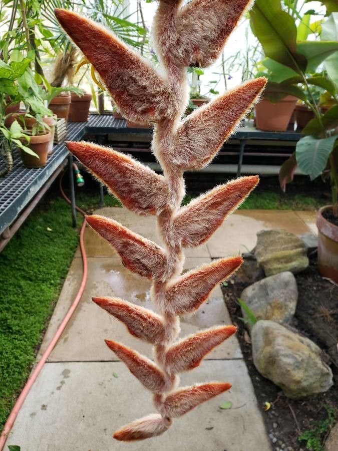 Heliconia vellerigera flower