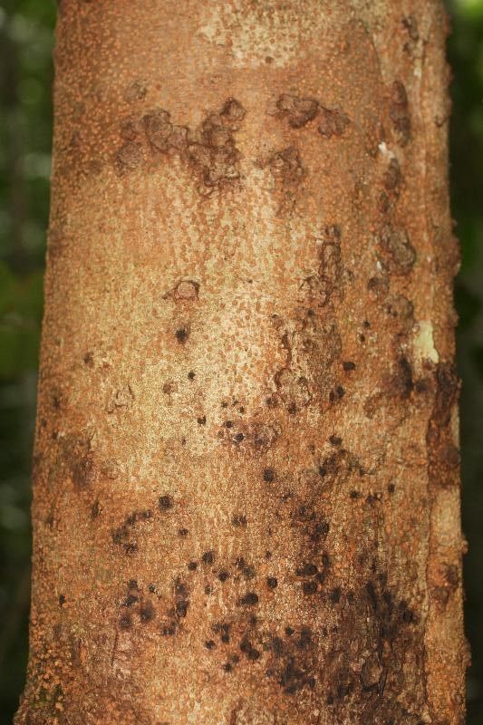 Inga paraensis bark