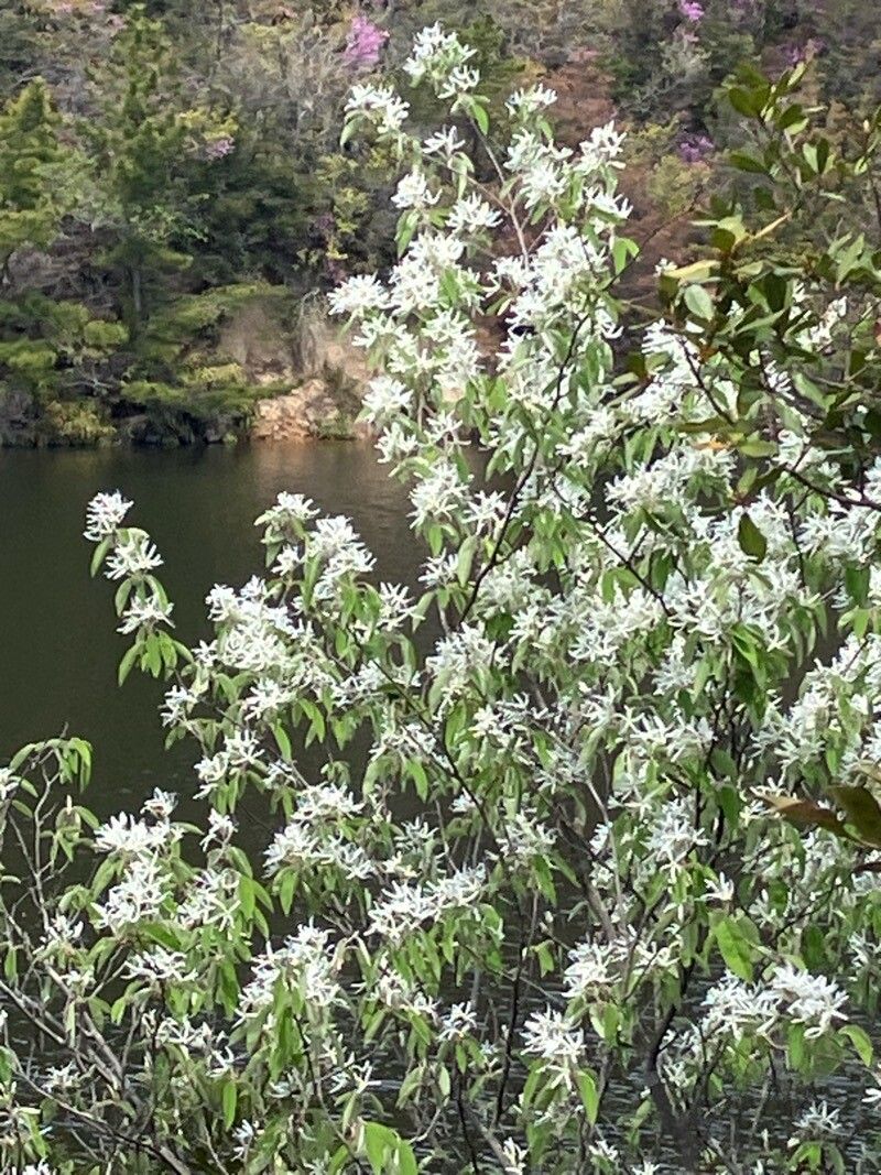 Solanum schomburgkii flower