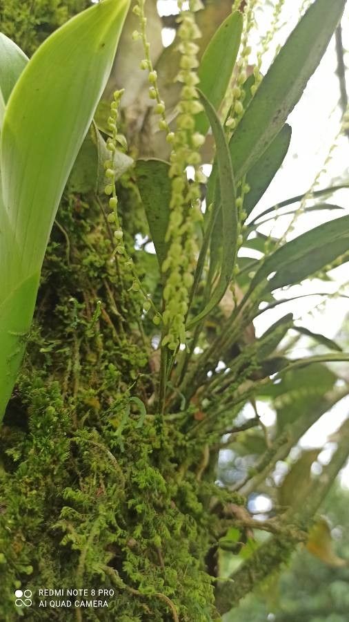 Stelis ophioglossoides flower