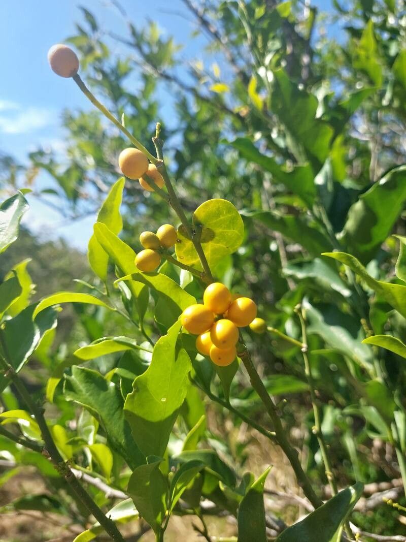 Pittosporum pentandrum fruit