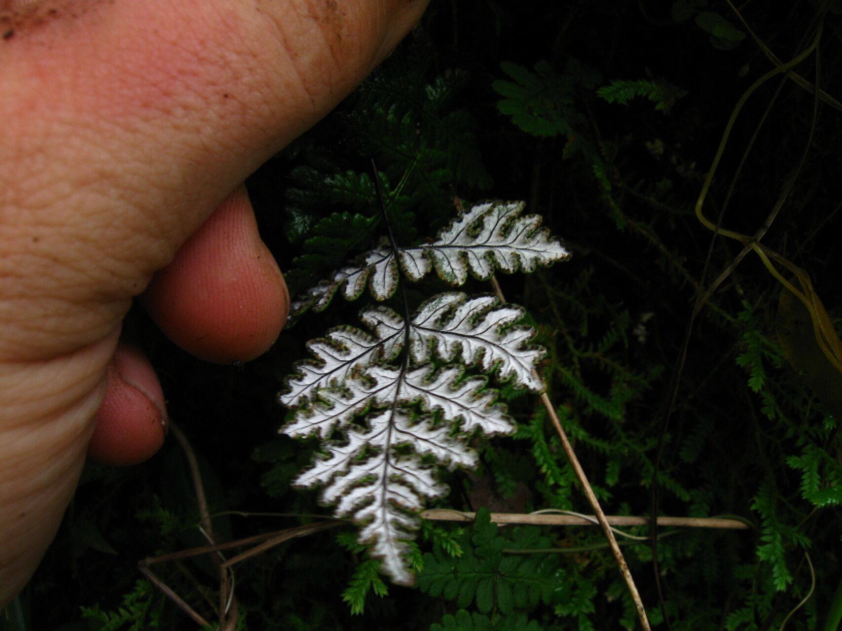 Hemionitis farinosa leaf