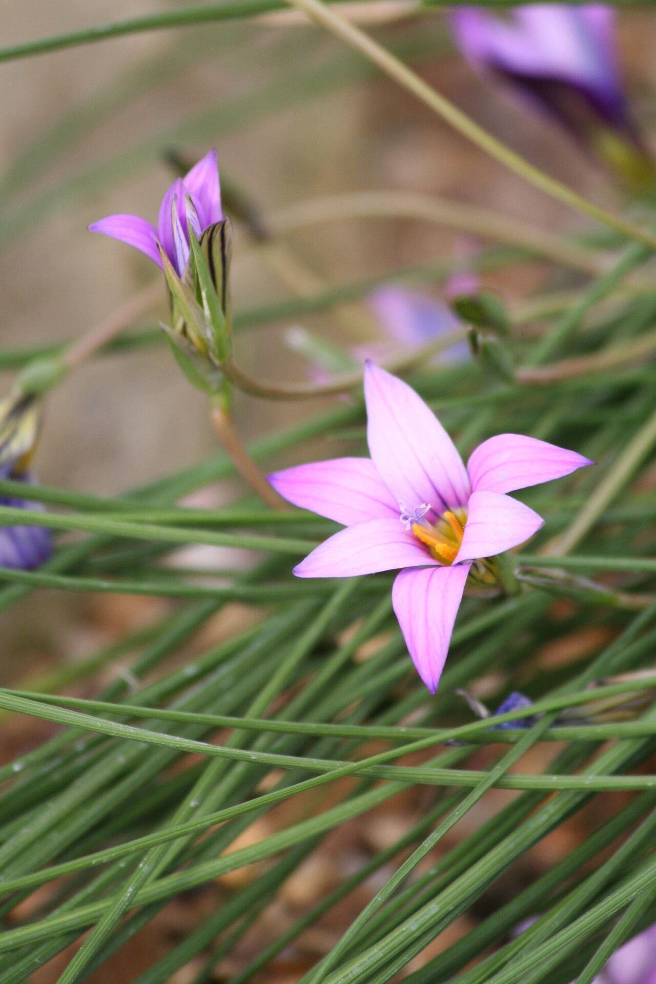 Romulea fischeri — search result for 'Romulea'