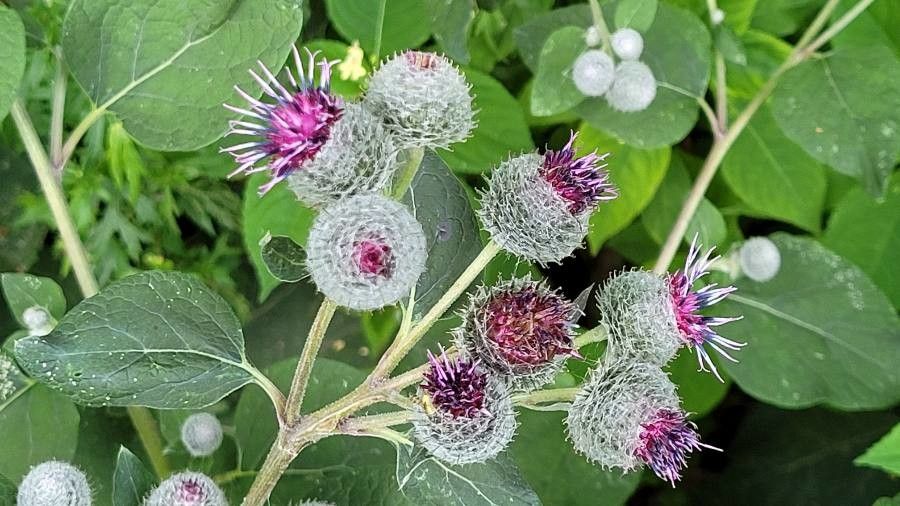 Arctium tomentosum fruit