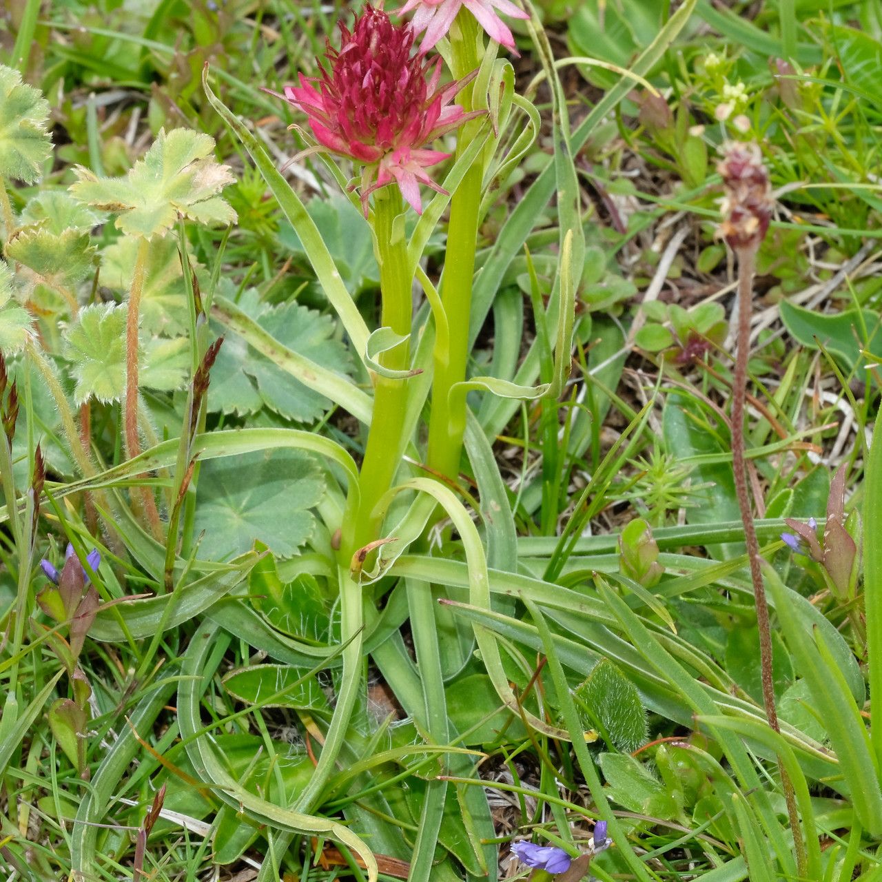 Gymnadenia corneliana — related species from the same genus
