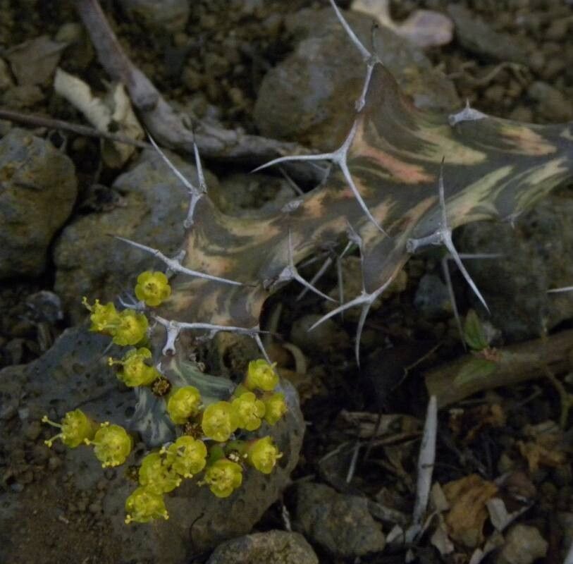 Euphorbia pseudoburuana flower