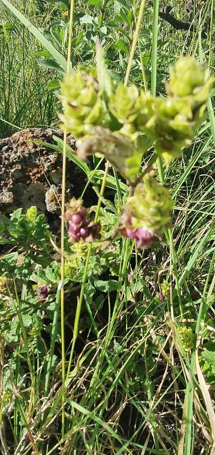 Lippia javanica fruit