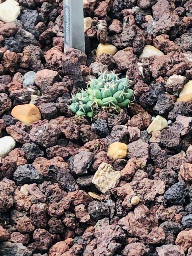 Coryphantha maiz-tablasensis — search result for 'Coryphantha'