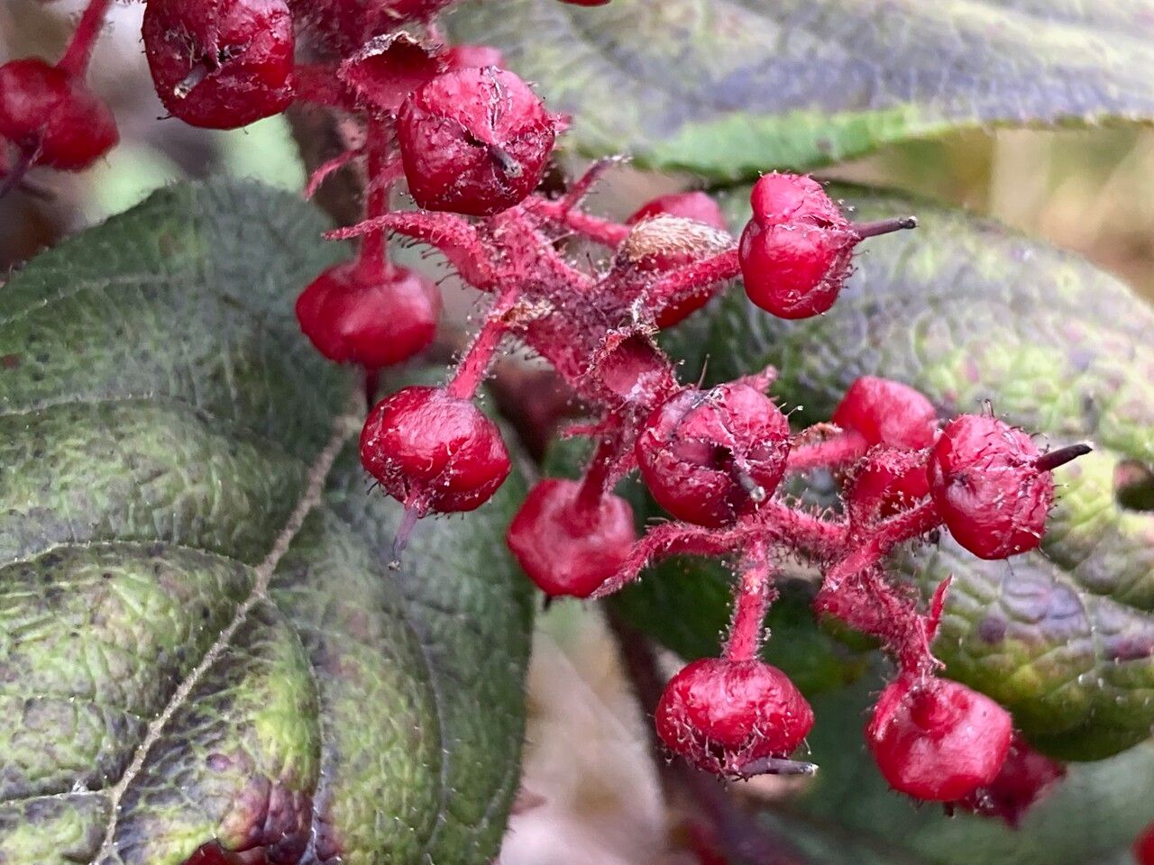Gaultheria sclerophylla fruit