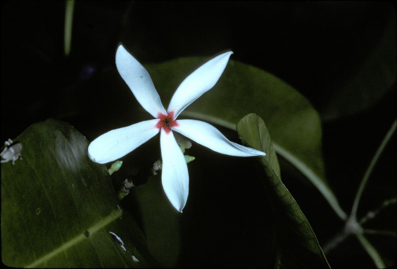 Kopsia flavida — related species from the same genus