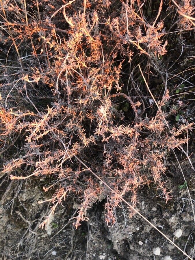 Frankenia thymifolia leaf