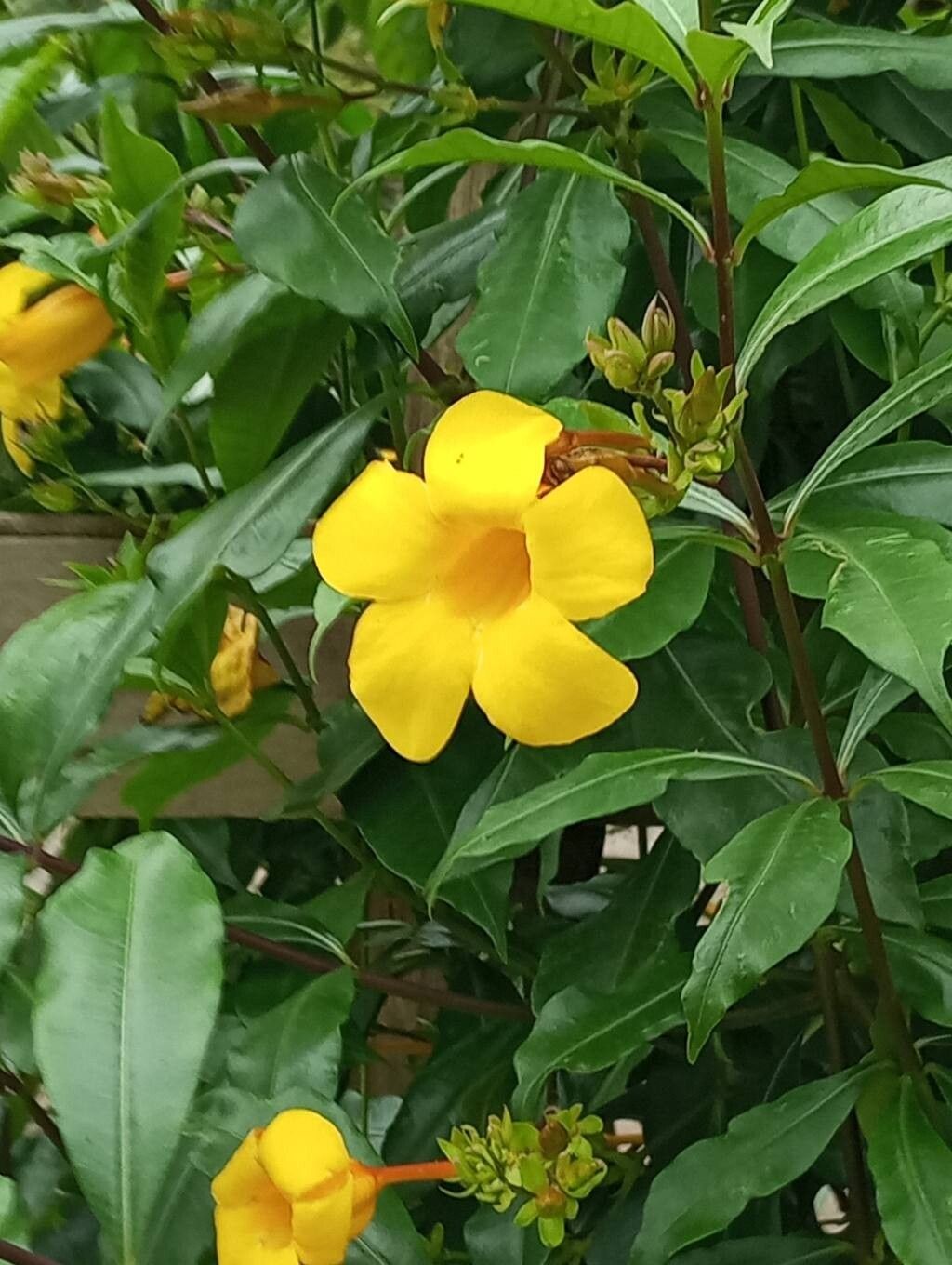 Allamanda nobilis