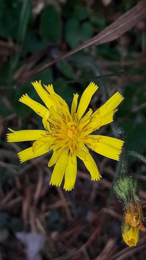 Hieracium vulgatum flower