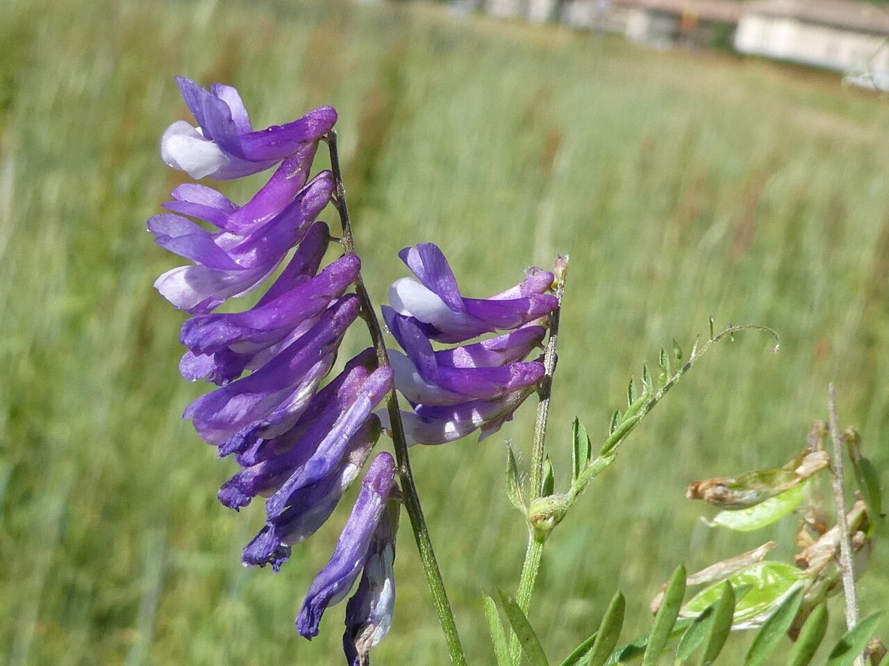 Vicia tenuifolia flower