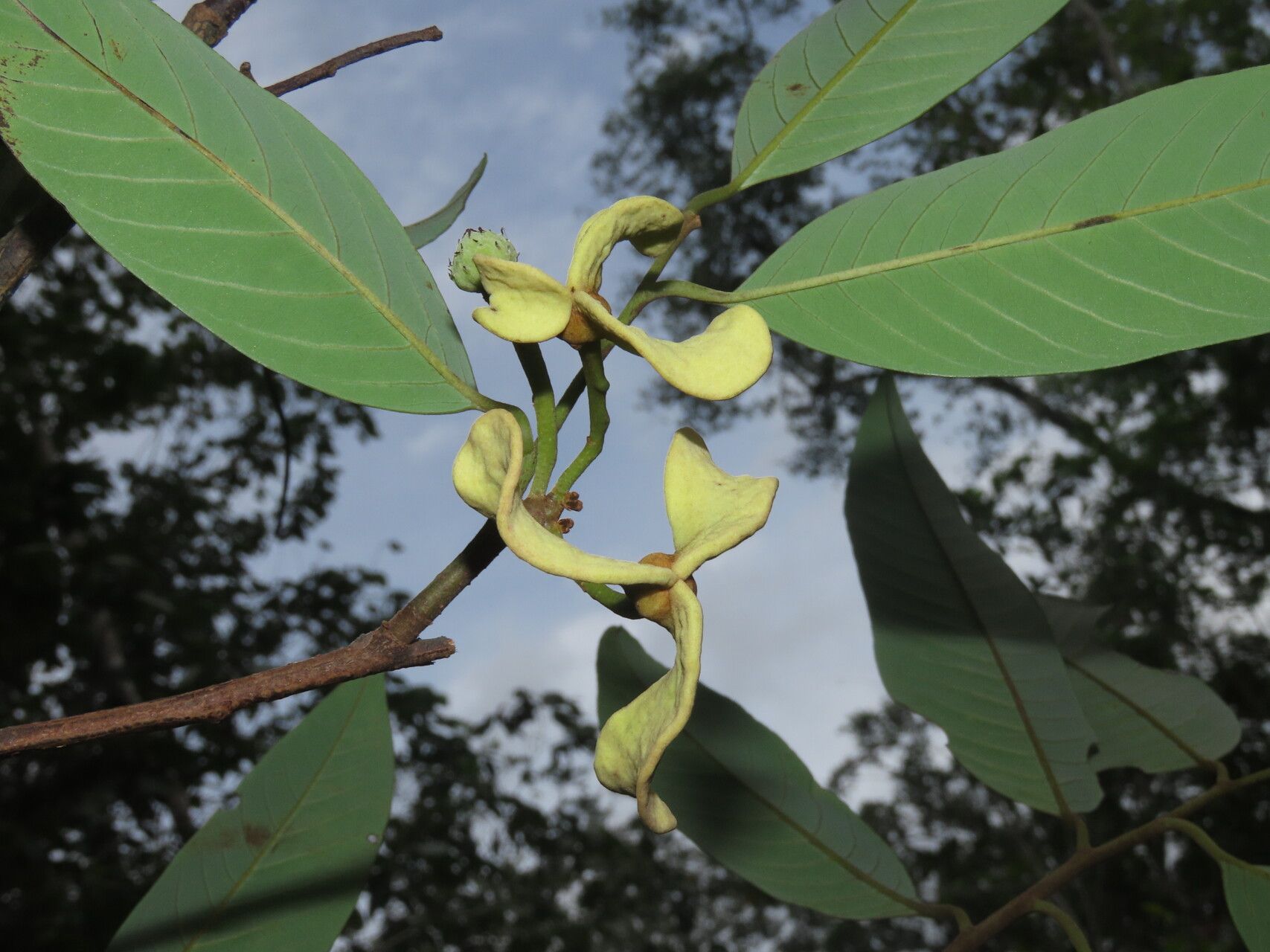 Annona papilionella leaf