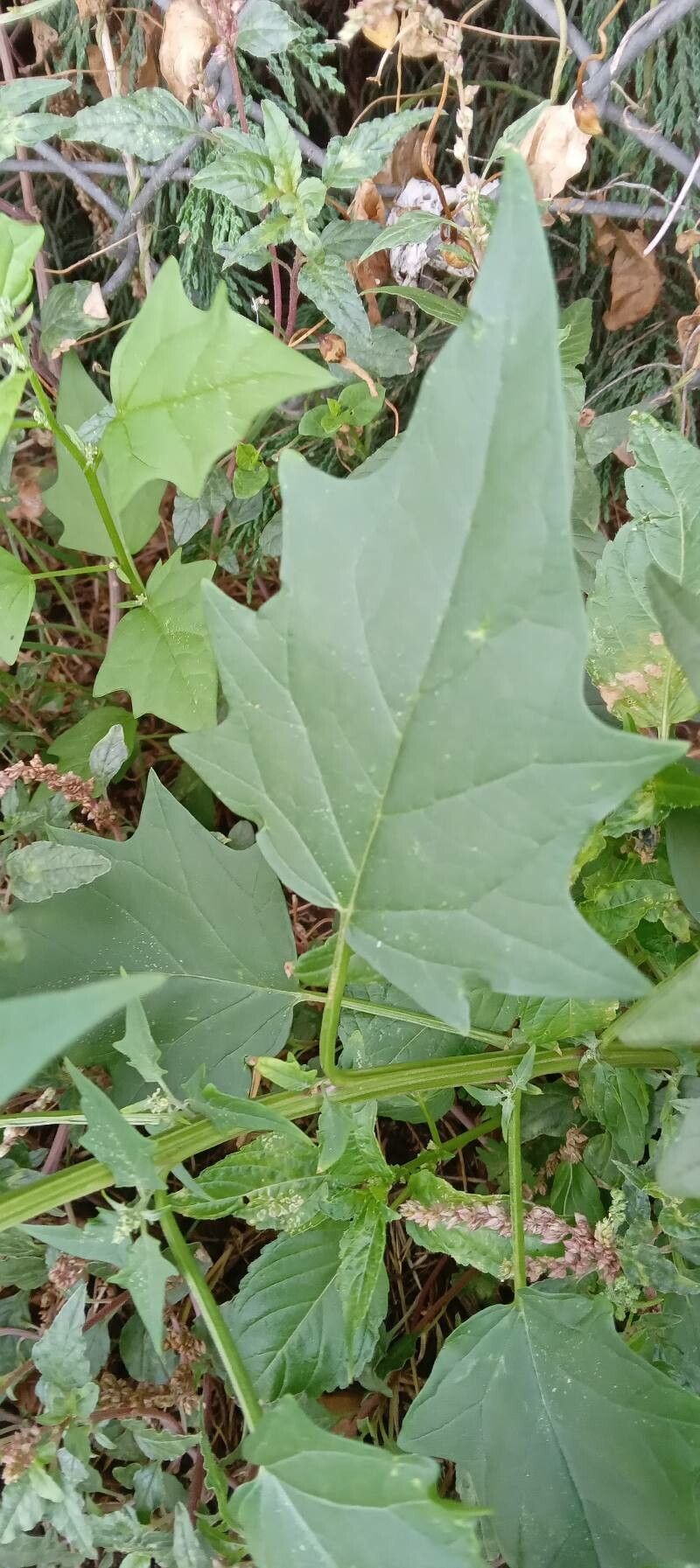 Chenopodiastrum hybridum leaf