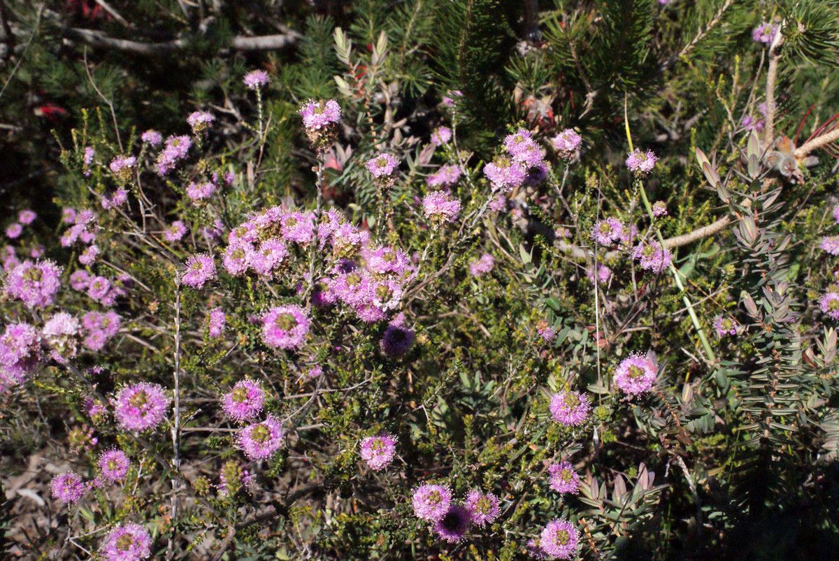 Kunzea recurva habit