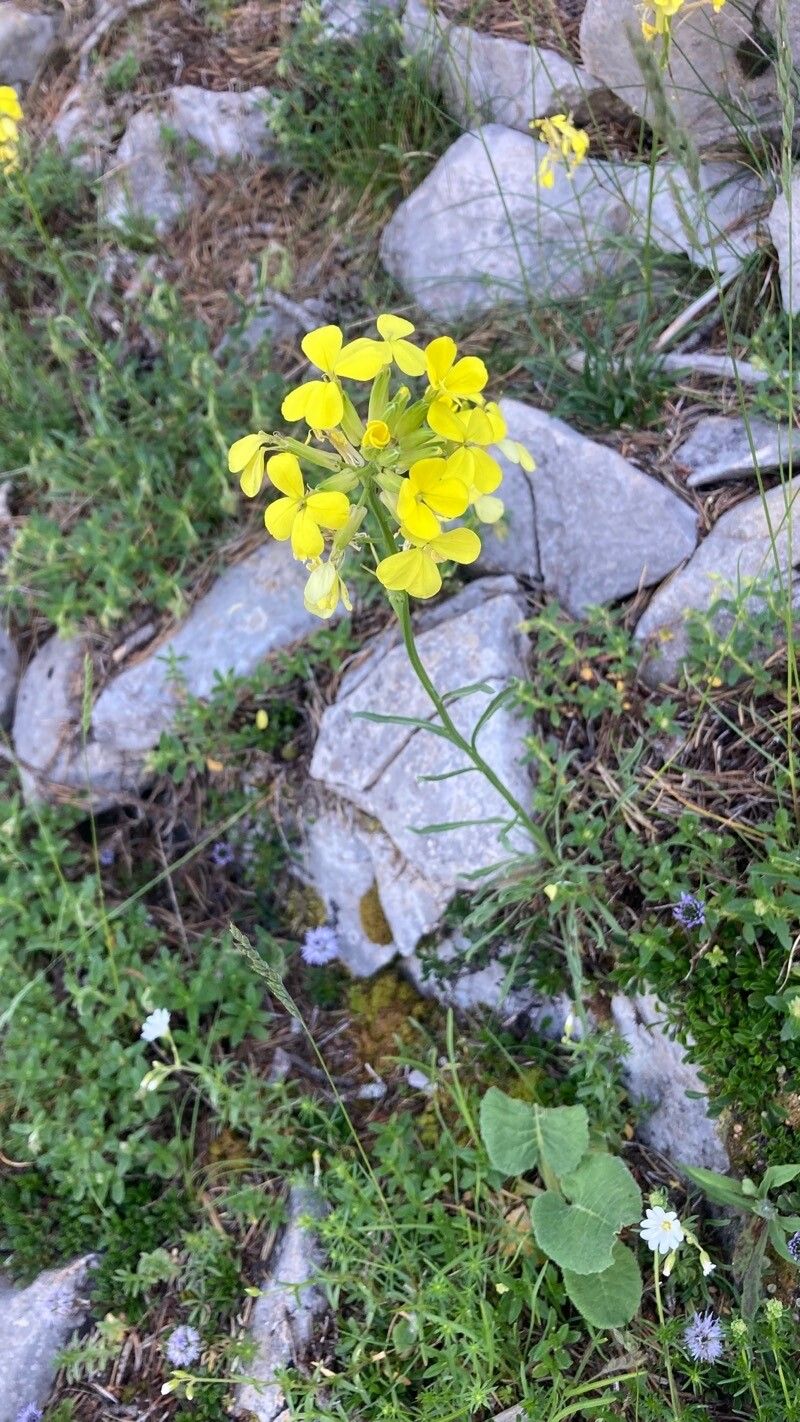 Erysimum collisparsum — search result for 'Erysimum'