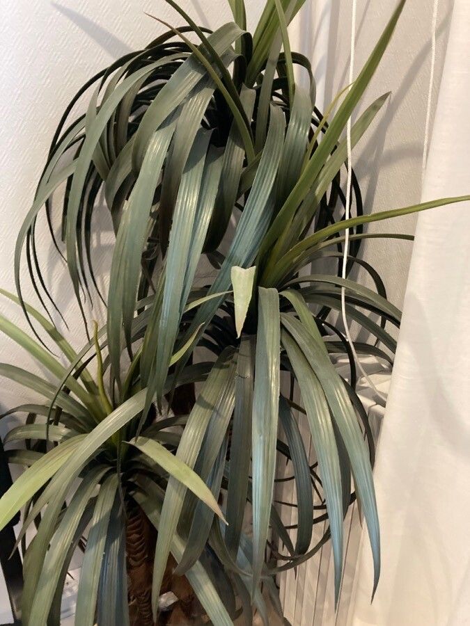 Yucca recurvifolia — search result for 'Yucca'