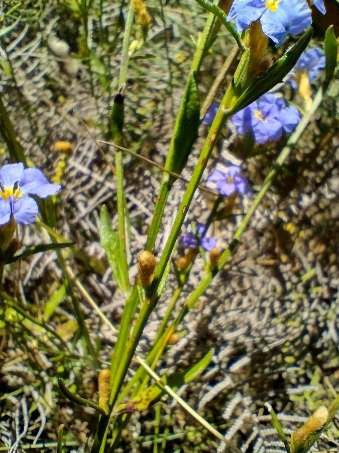 Dampiera stricta habit