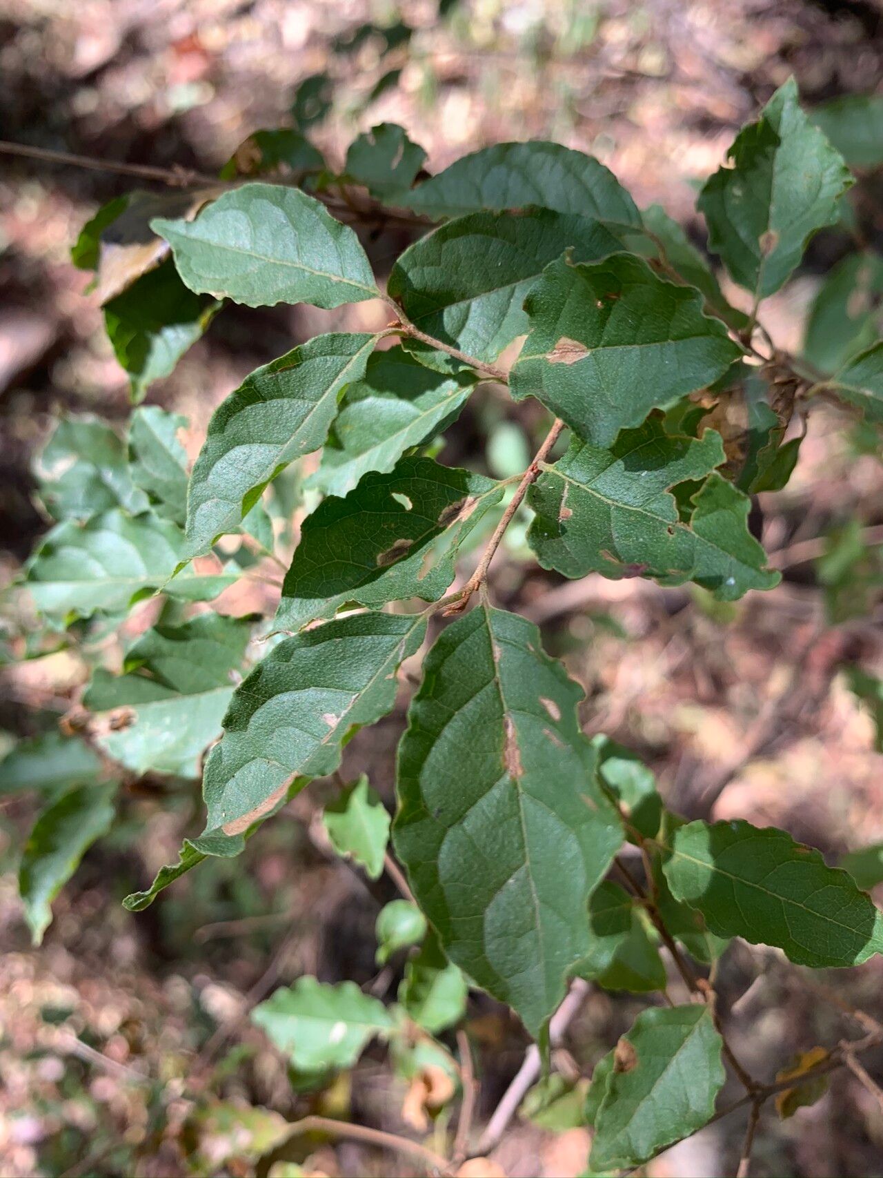 Combretum padoides — houseplant care guide