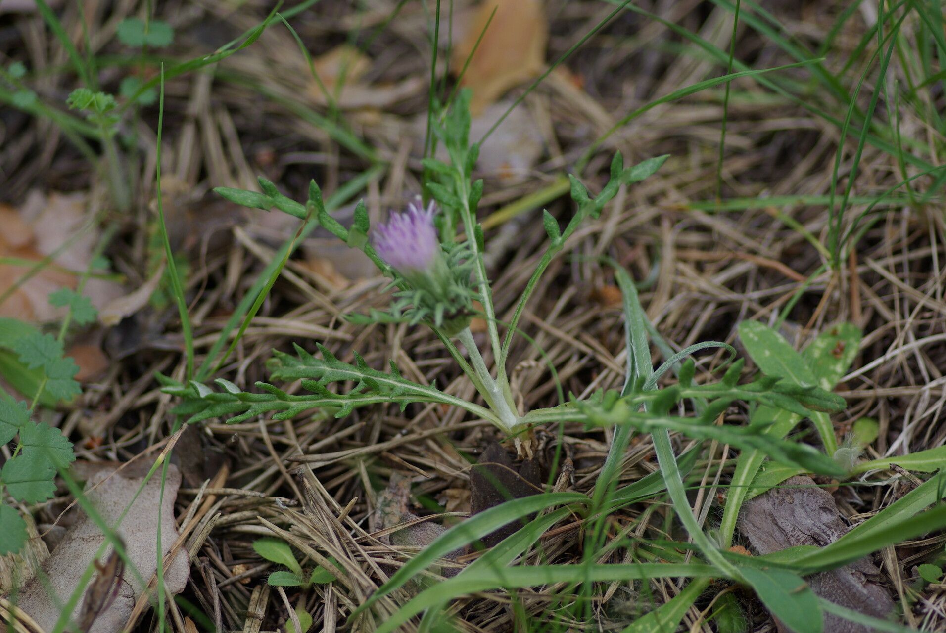 Jurinea humilis habit