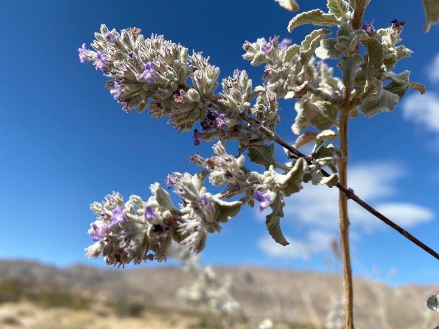 Hyptis emoryi flower