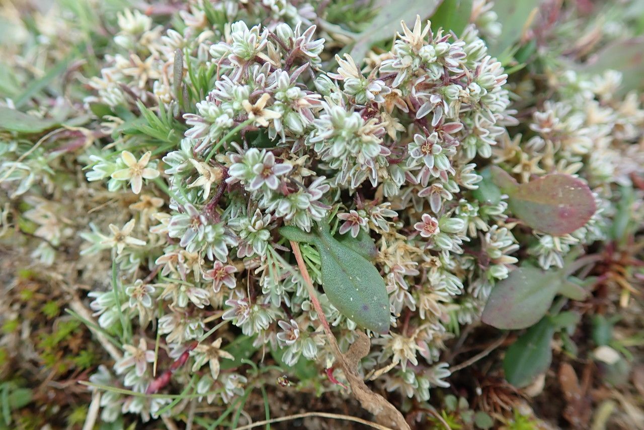 Scleranthus perennis flower