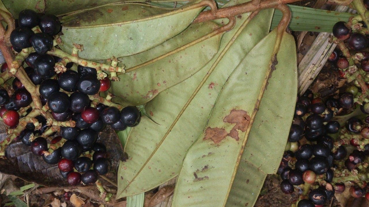 Ardisia fimbrillifera leaf