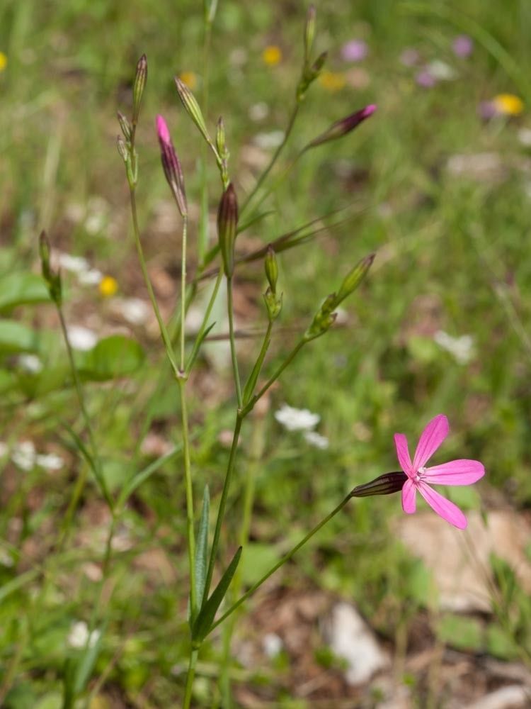 Silene ungeri habit