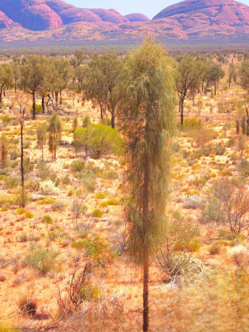 Allocasuarina decaisneana habit