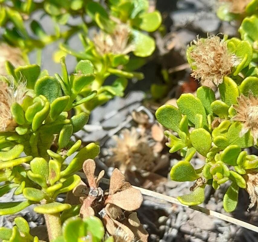 Baccharis magellanica — search result for 'Baccharis'