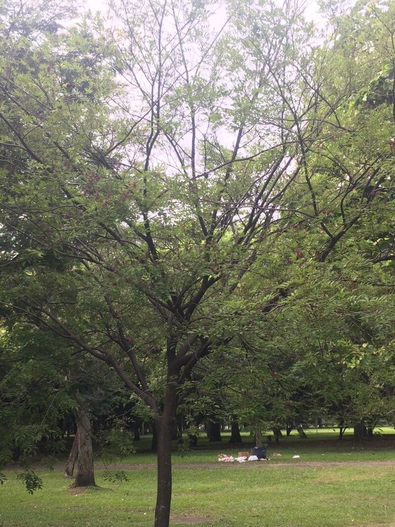 Lonchocarpus parviflorus habit