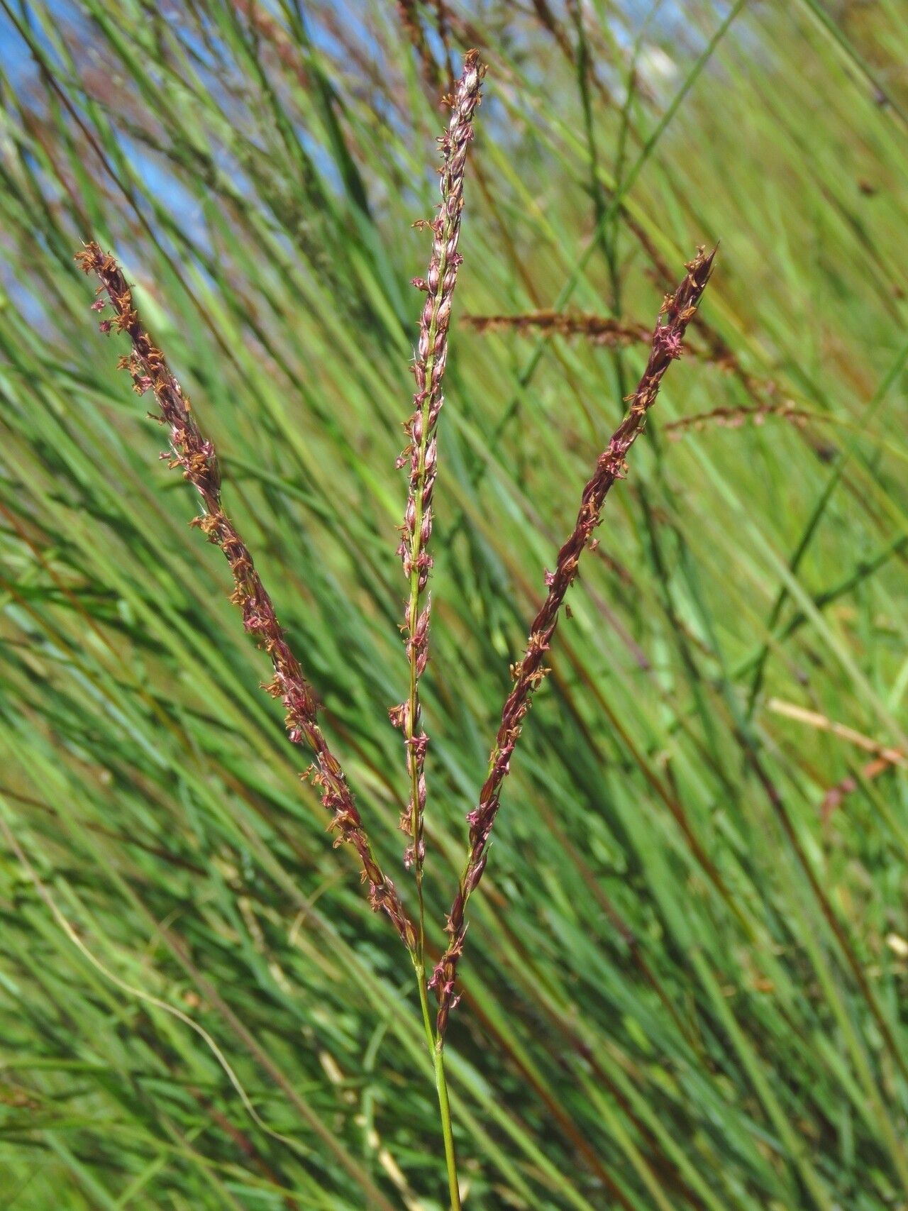 Digitaria tricholaenoides flower
