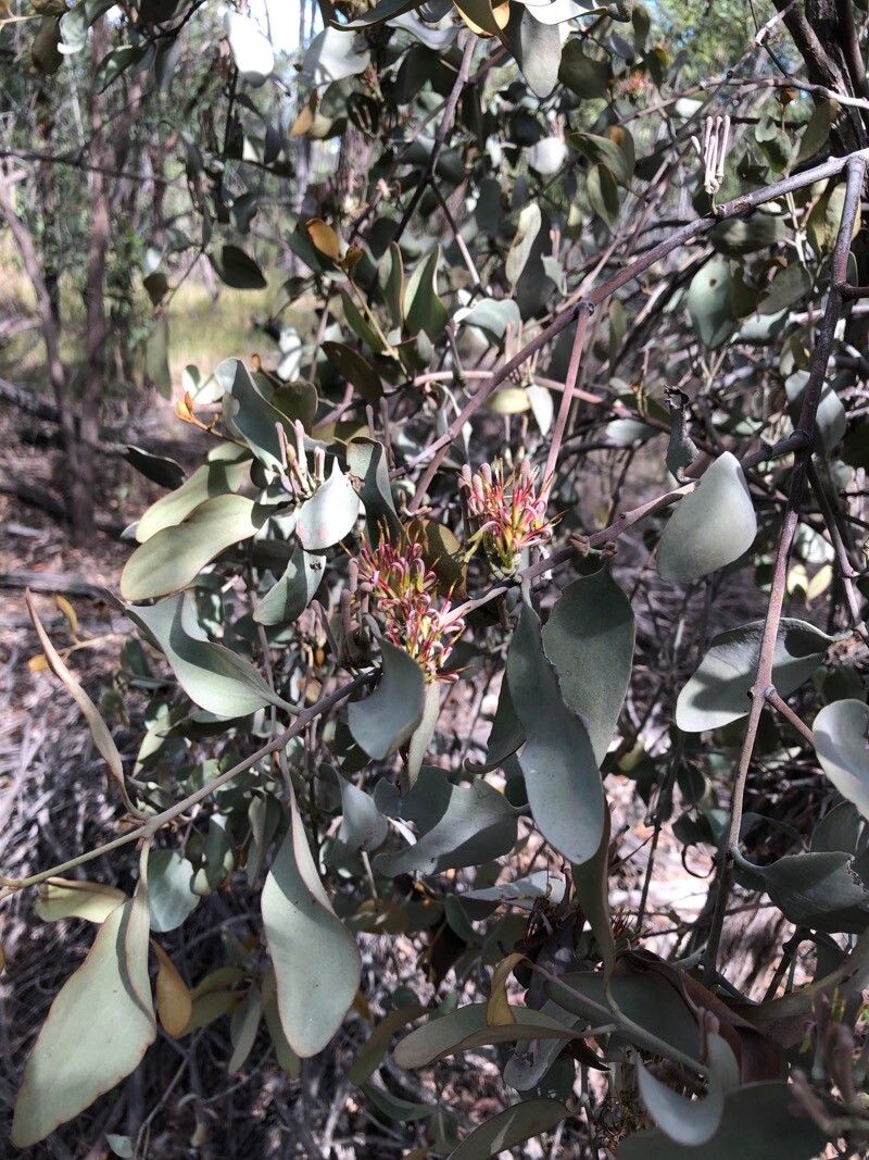 Amyema quandang — related species from the same genus