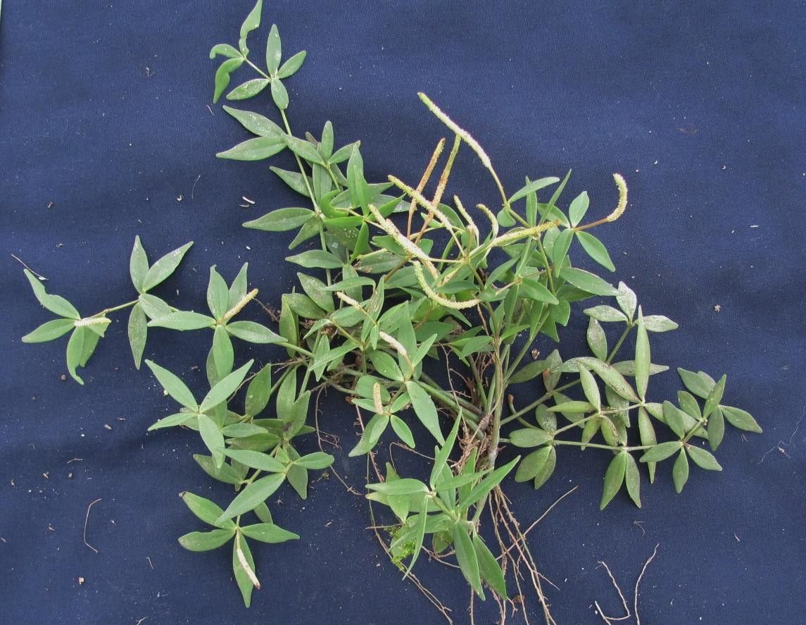 Peperomia rhombea — houseplant care guide