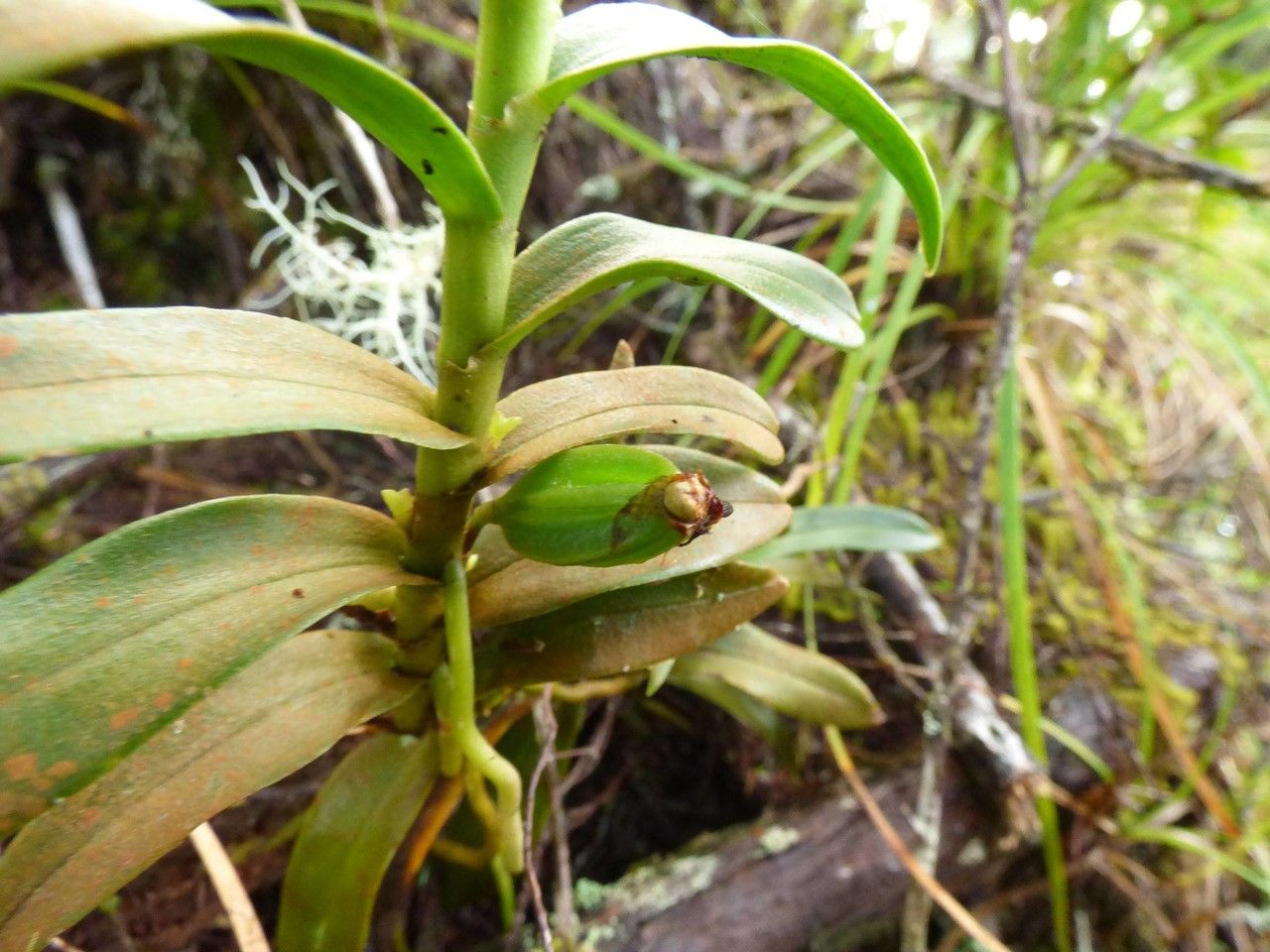 Angraecum costatum fruit
