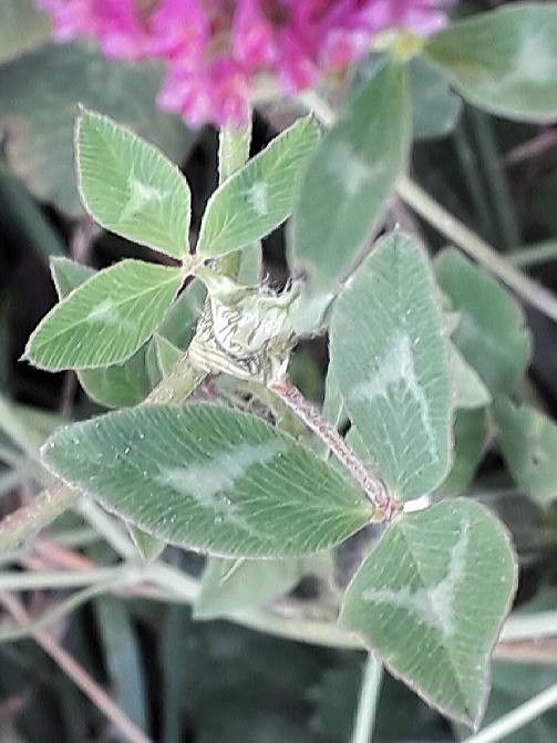 Trifolium medium
