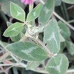 Trifolium medium