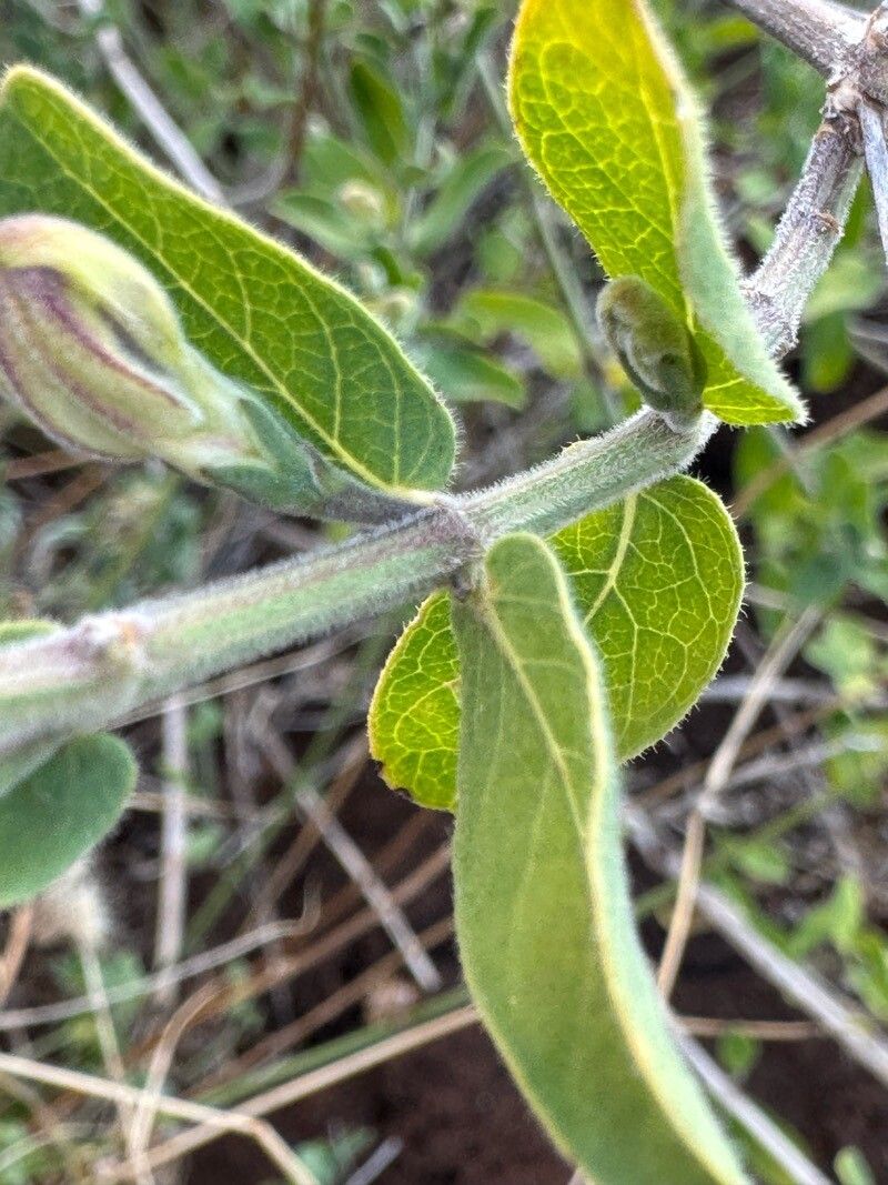 Justicia ruwenzoriensis — houseplant care guide