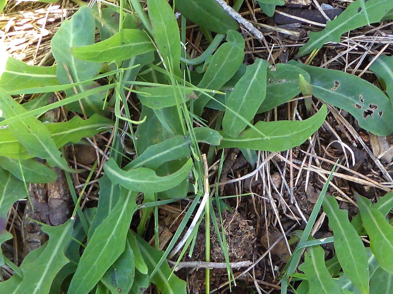 Aetheorhiza bulbosa — houseplant care guide