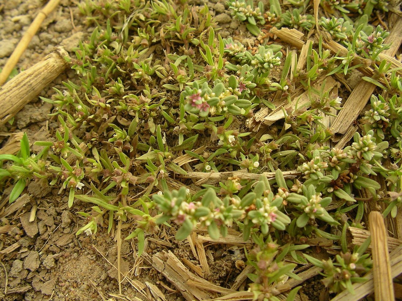 Polygonum plebeium habit