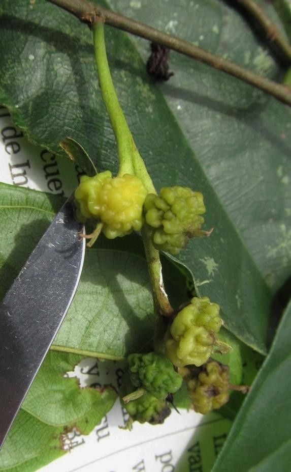 Trophis mexicana — related species from the same genus