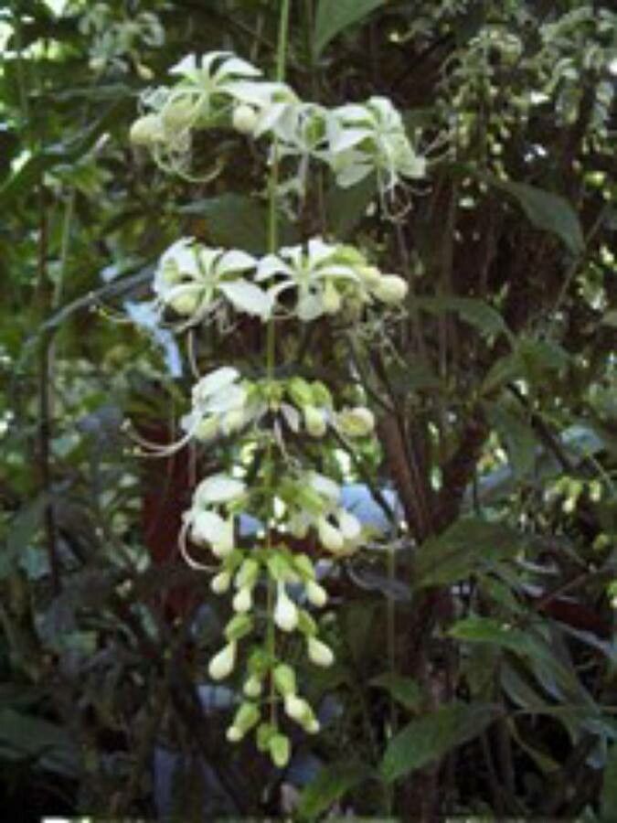 Clerodendrum wallichii habit