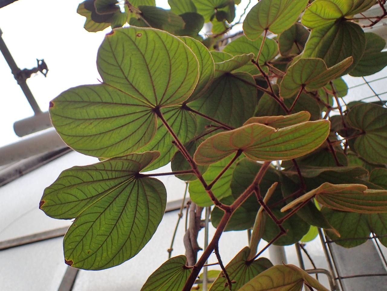 Bauhinia semibifida habit