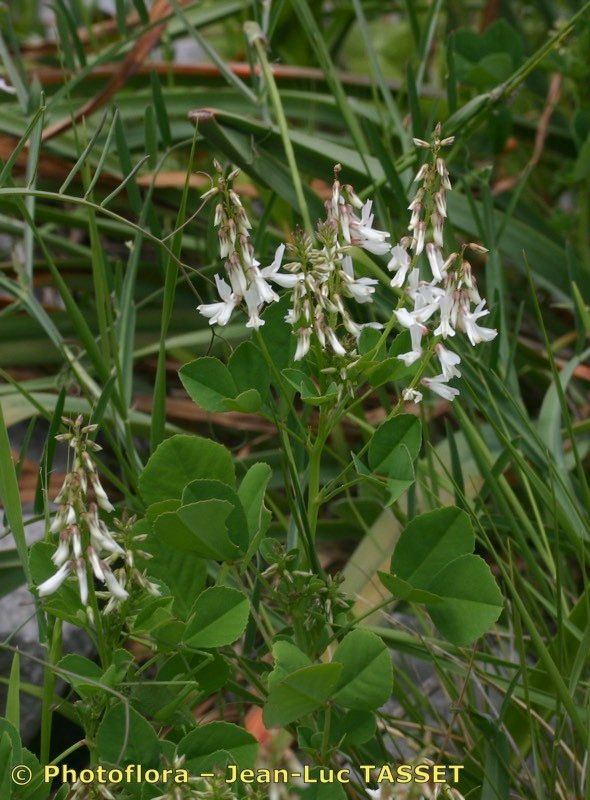 Melilotus speciosus — search result for 'Melilotus'