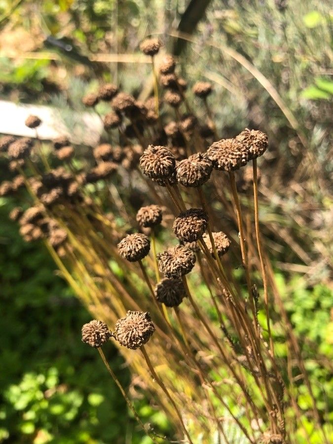 Santolina rosmarinifolia fruit
