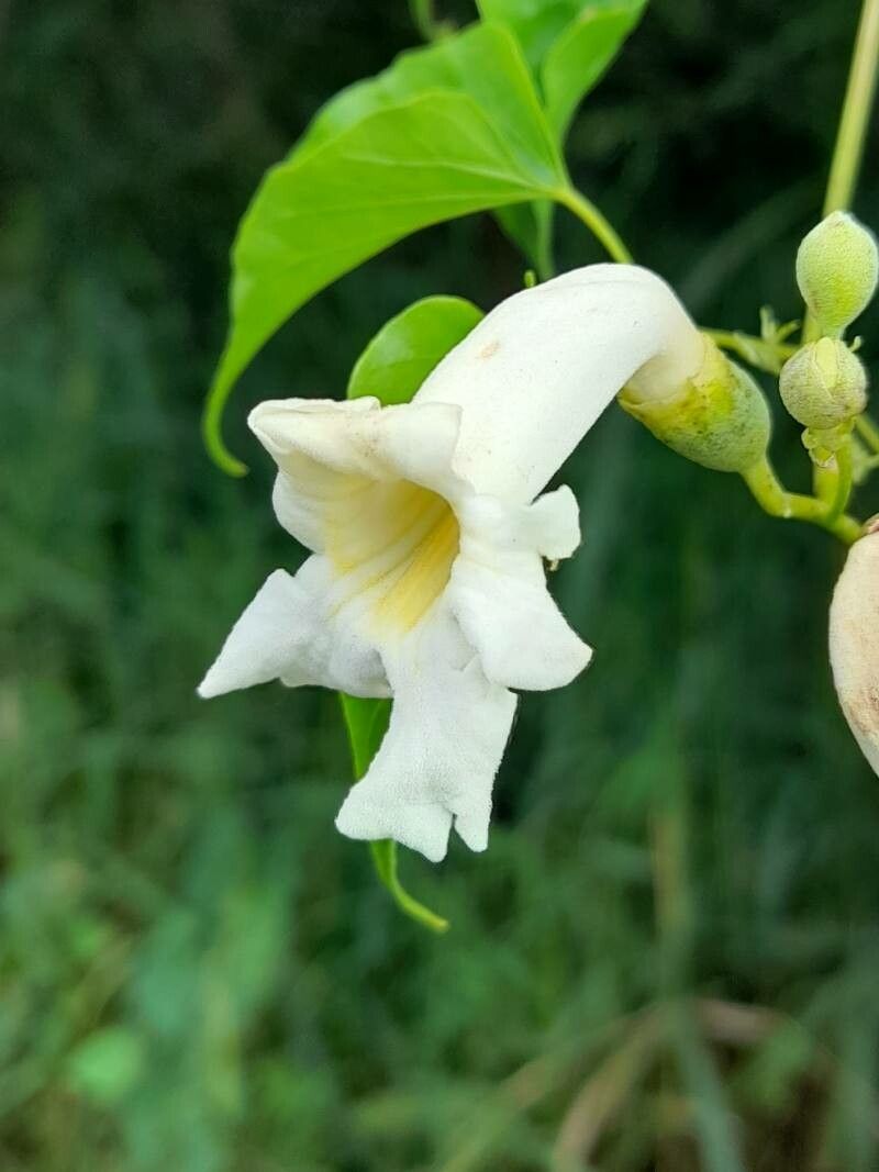 Amphilophium carolinae flower