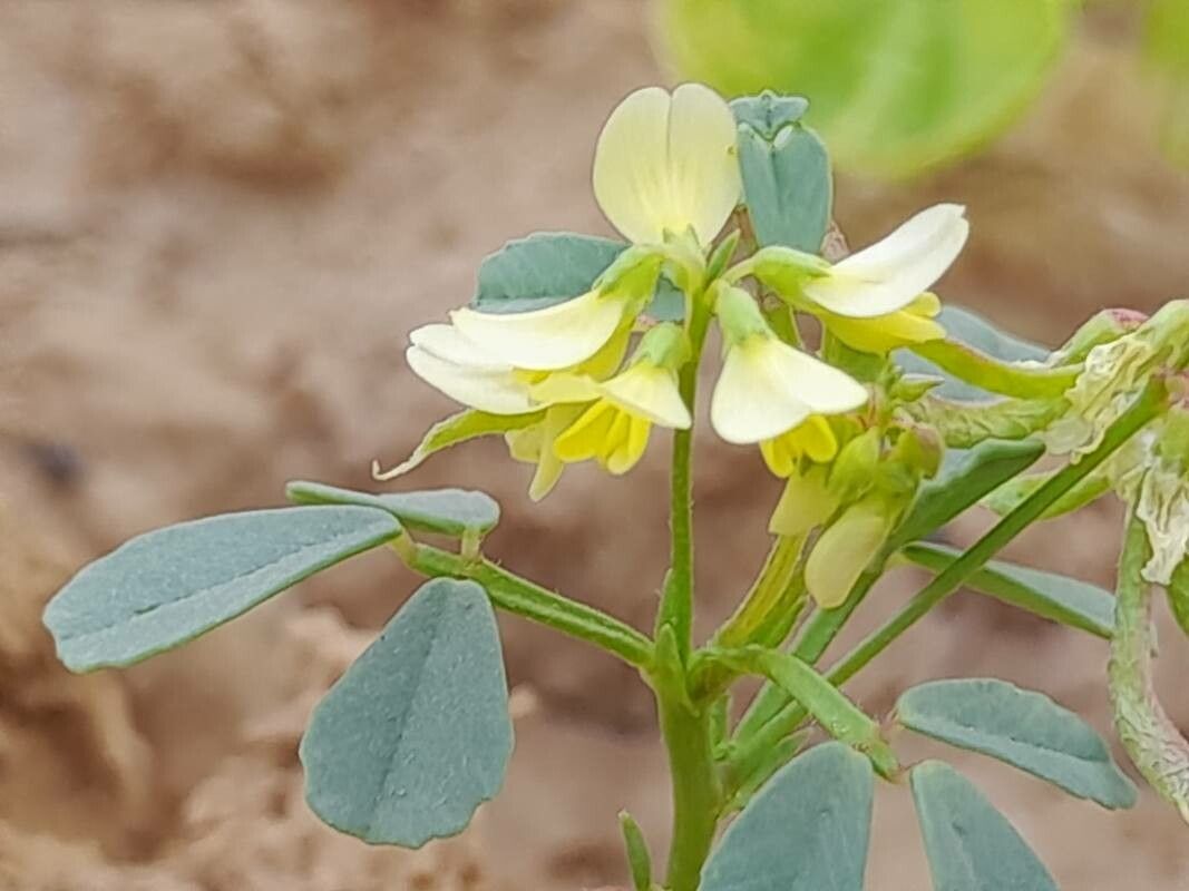 Trigonella glabra flower