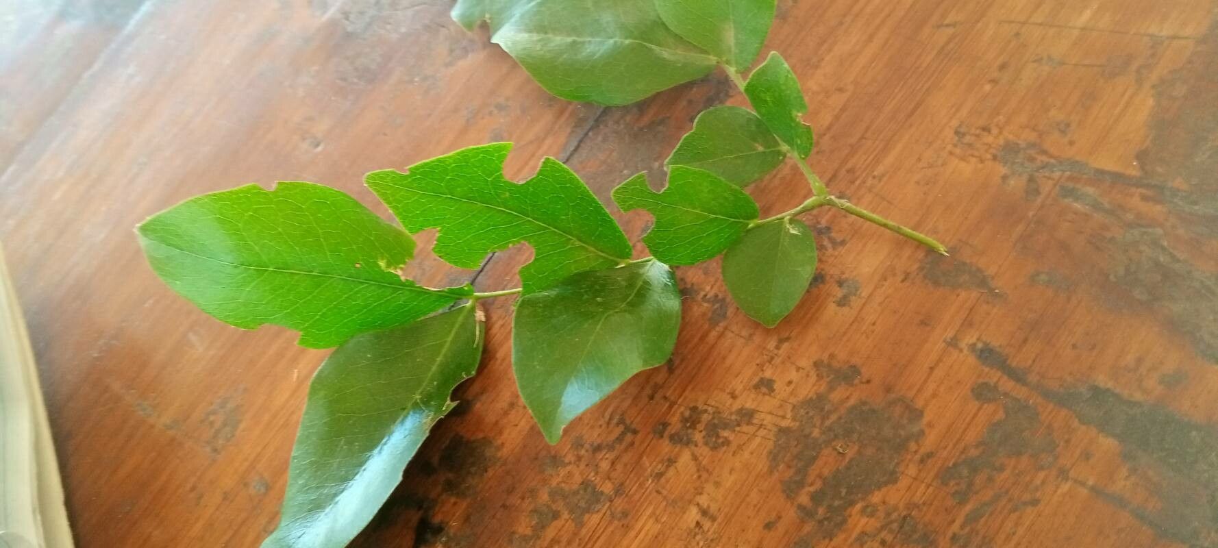 Haplocoelum inoploeum leaf